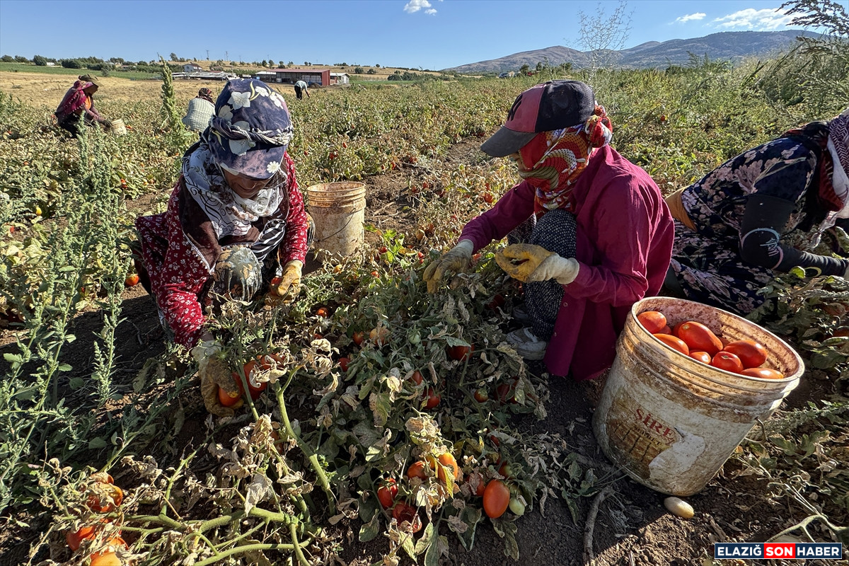 A A 20250916 39126221 39126212 E L A Z I G D A N I H R A C E D I L E N K U R U T U L M U S D O M A T E S D U N Y A S O F R A L A R I N A L E Z Z E T K A T I Y O R