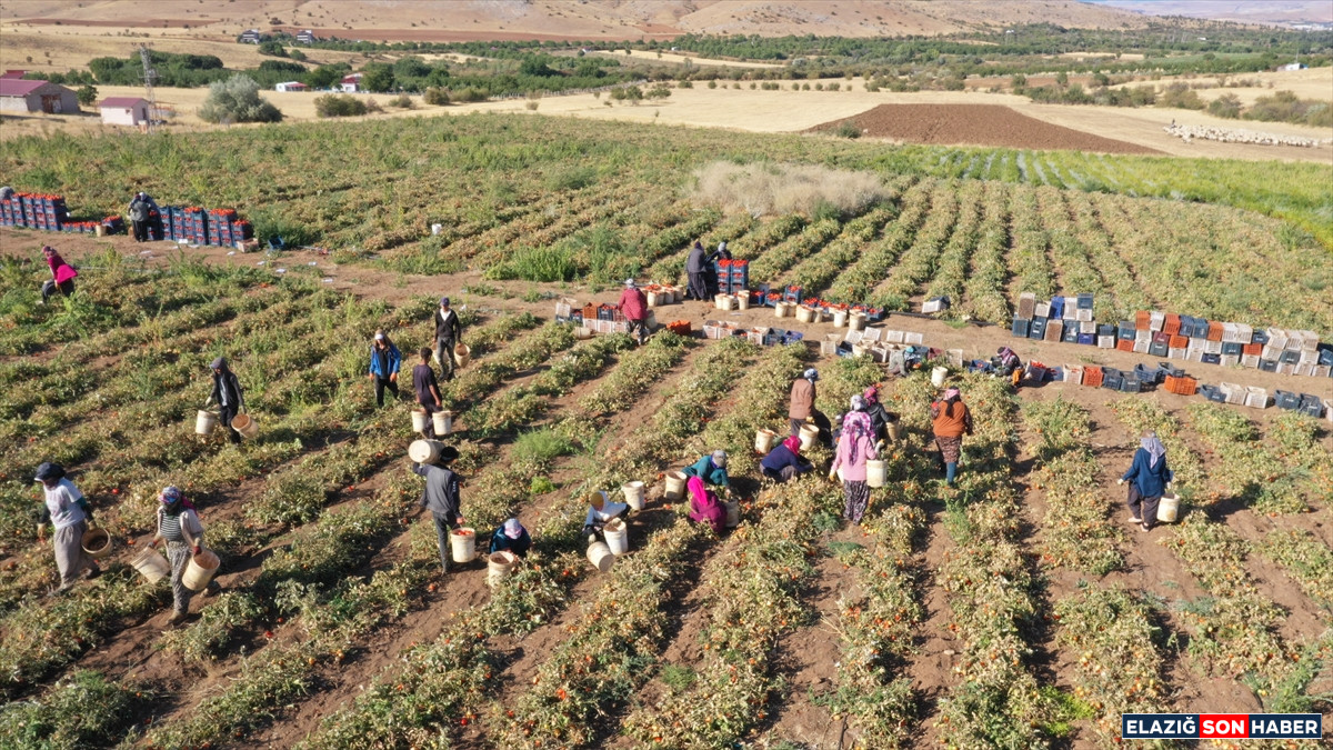 A A 20250916 39126221 39126217 E L A Z I G D A N I H R A C E D I L E N K U R U T U L M U S D O M A T E S D U N Y A S O F R A L A R I N A L E Z Z E T K A T I Y O R