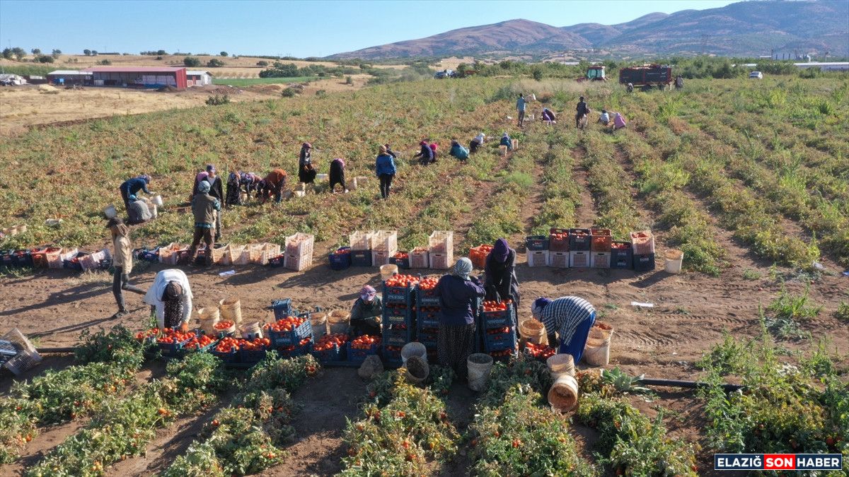 A A 20250916 39126221 39126218 E L A Z I G D A N I H R A C E D I L E N K U R U T U L M U S D O M A T E S D U N Y A S O F R A L A R I N A L E Z Z E T K A T I Y O R