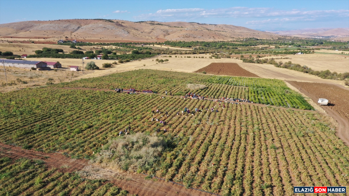 A A 20250916 39126221 39126219 E L A Z I G D A N I H R A C E D I L E N K U R U T U L M U S D O M A T E S D U N Y A S O F R A L A R I N A L E Z Z E T K A T I Y O R