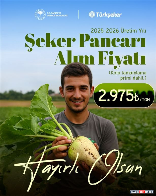 Şeker Pancarı
