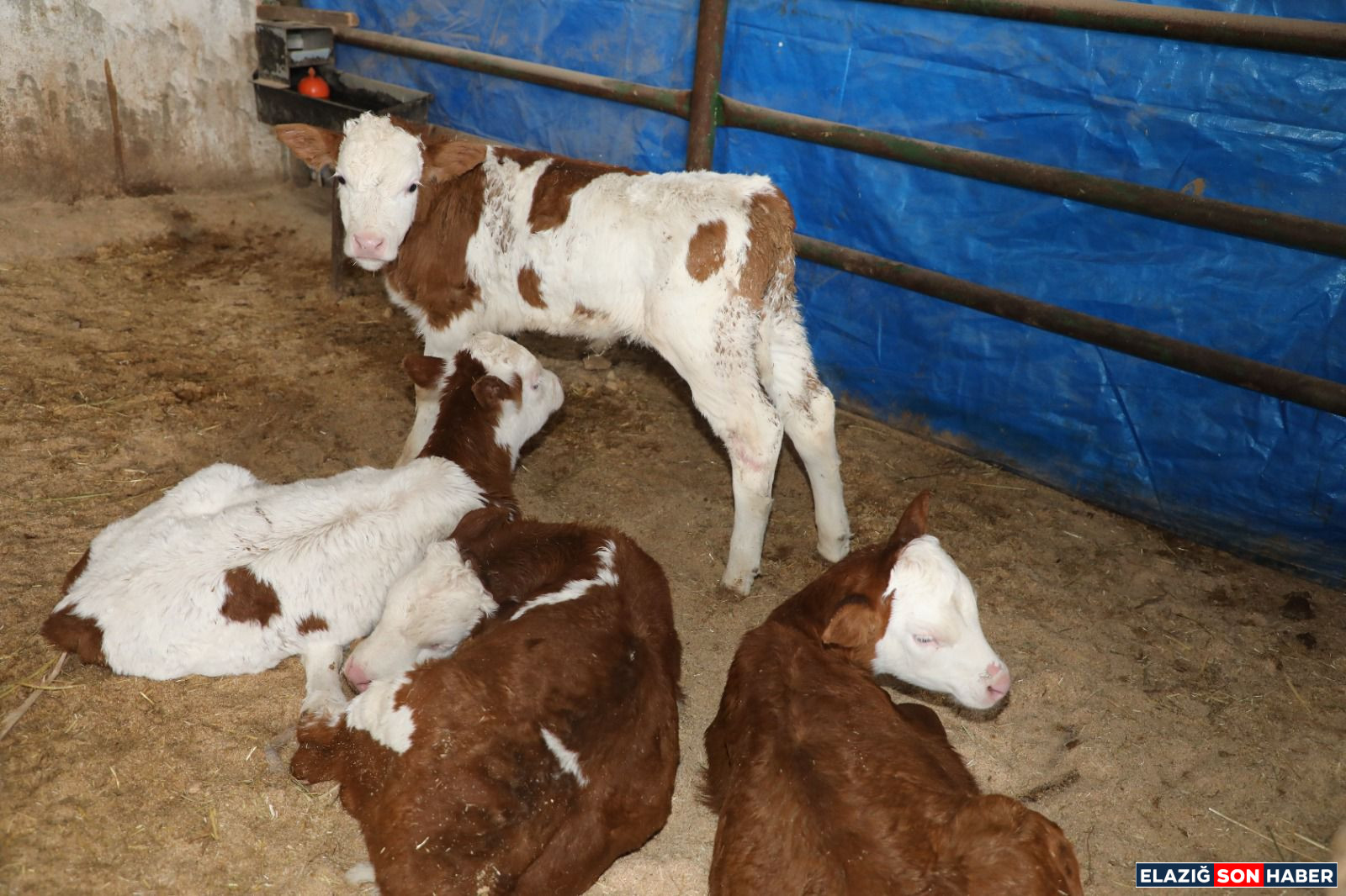 3C515748 A55B 4Bfe 8F7C D47C450B6E44