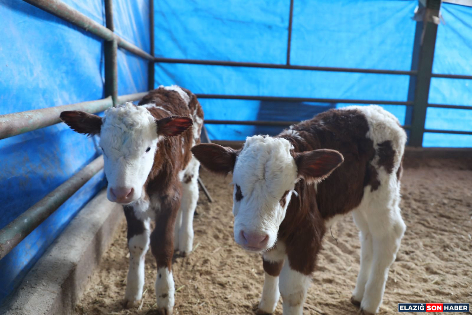 Db90A33B 2D95 44F7 9E1E 07B13Ec8591B