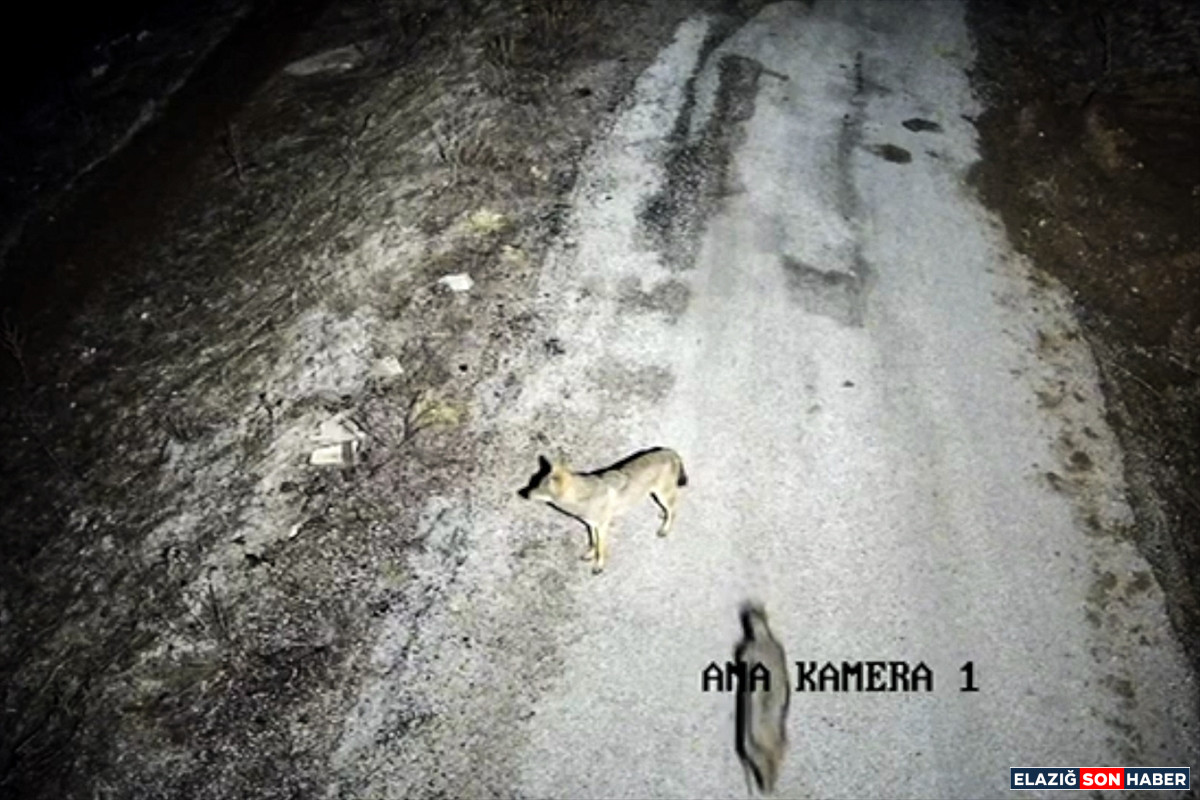 A A 20260222 40639329 40639328 E L A Z I G D A Y I Y E C E K A R A M A K I C I N K O Y E I N E N K U R T L A R I L E T A V S A N L A R K A M E R A D A