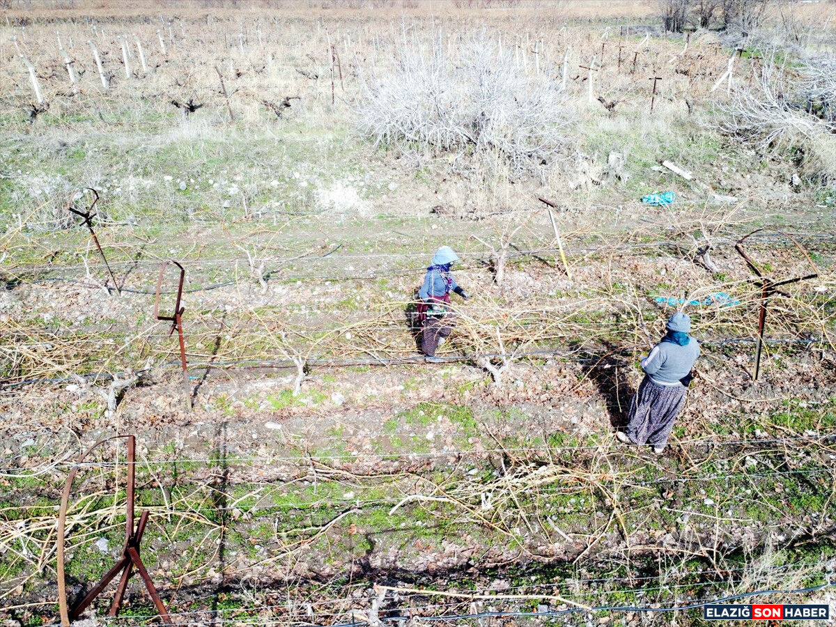 A A 20260224 40650835 40650815 E L A Z I G D A U Z U M U R E T I C I L E R I Y O G U N K A R Y A G I S I N E D E N I Y L E V E R I M D E N U M U T L U