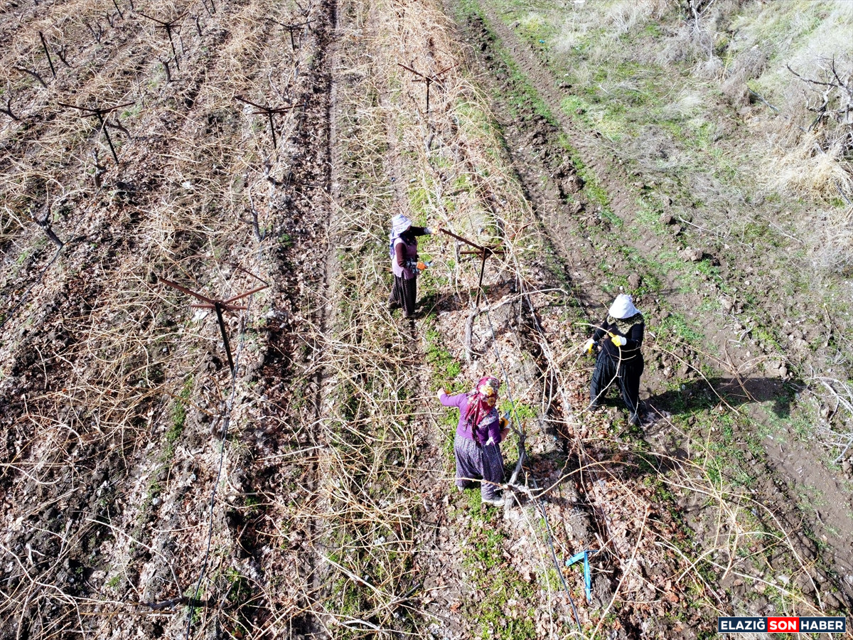 A A 20260224 40650835 40650818 E L A Z I G D A U Z U M U R E T I C I L E R I Y O G U N K A R Y A G I S I N E D E N I Y L E V E R I M D E N U M U T L U