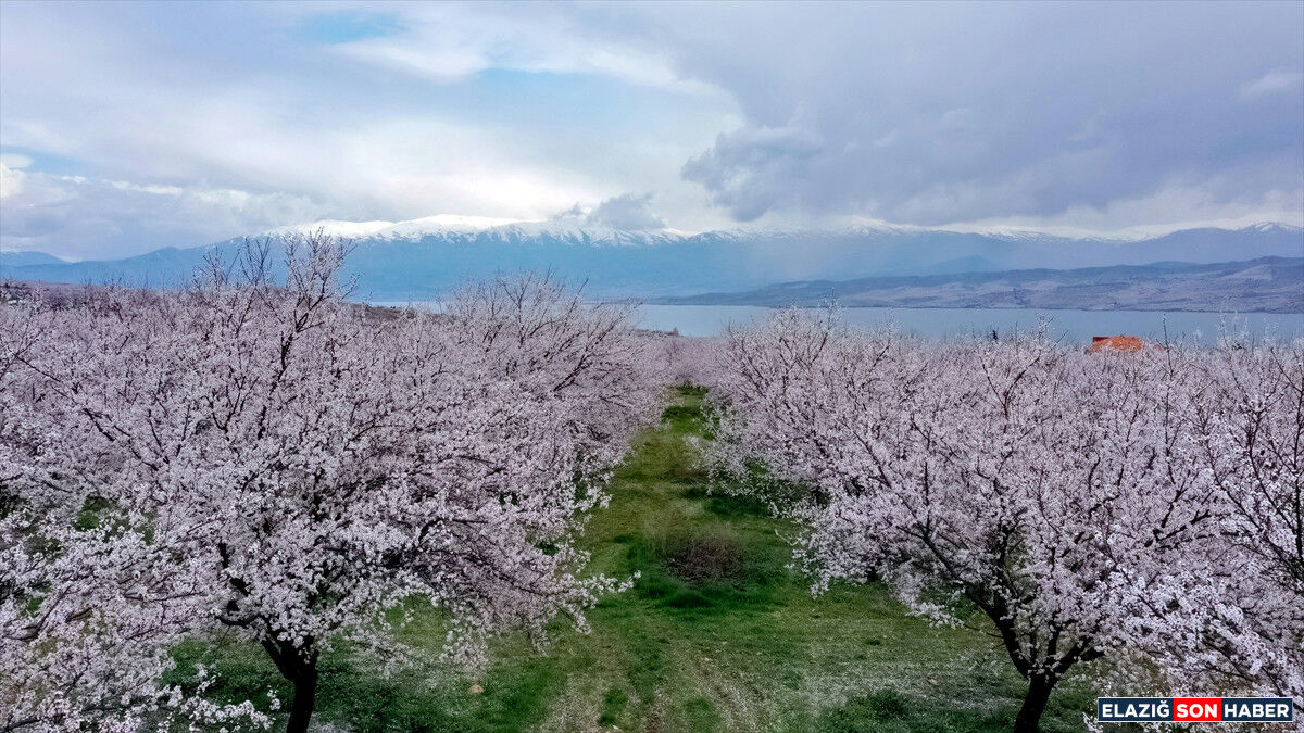 A A 20260331 40972340 40972327 E L A Z I G D A C I C E K L E N E N K A Y I S I B A H C E L E R I N D E U R E T I C I L E R I N I L A C L A M A M E S A I S I B A S L A D I