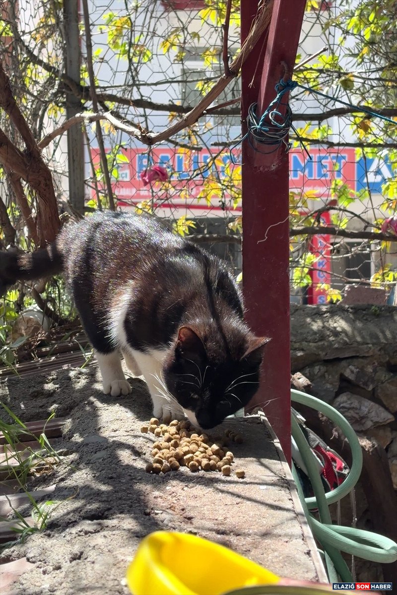 A A 20260426 41216099 41216096 E L A Z I G D A U N I V E R S I T E O G R E N C I L E R I N D E N S A H I P S I Z K E D I L E R E M A M A D E S T E G I