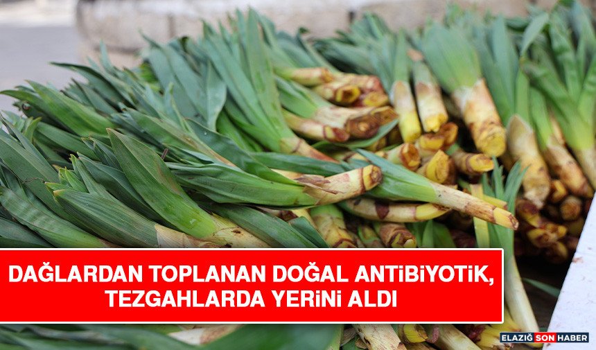 Dağlardan Toplanan Doğal Antibiyotik, Tezgahlarda Yerini Aldı