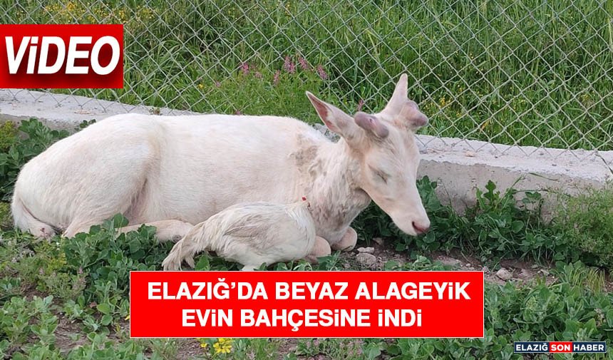 Elazığ’da Beyaz Alageyik Evin Bahçesine İndi