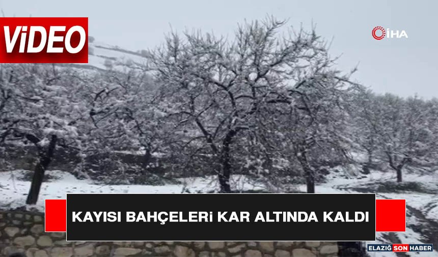 Kayısı Bahçeleri Kar Altında Kaldı