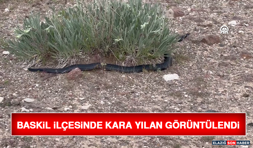Baskil İlçesinde Kara Yılan Görüntülendi