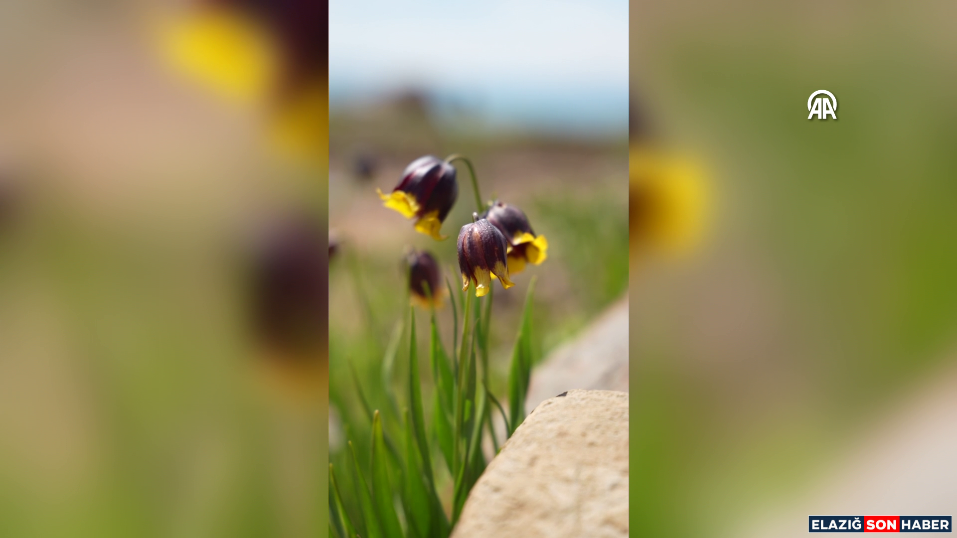 Vlcsnap 2026 05 18 15H05M21S745