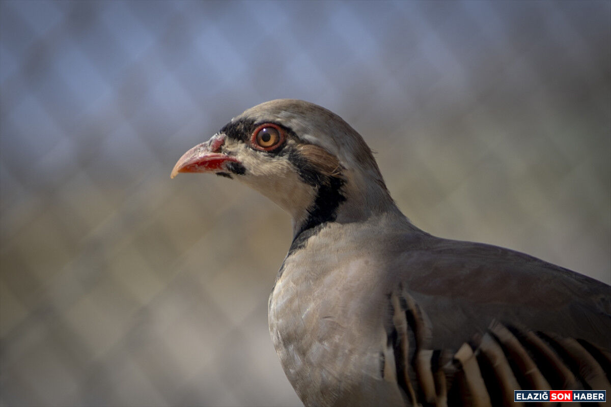 A A 20260825 42299735 42299723 M A L A T Y A D A K E N E Y L E M U C A D E L E I C I N 14 Y I L D A 235 B I N E Y A K I N K E K L I K U R E T I L D I