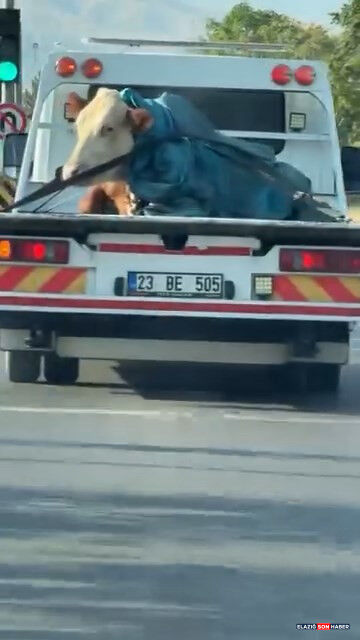 A W768166 01