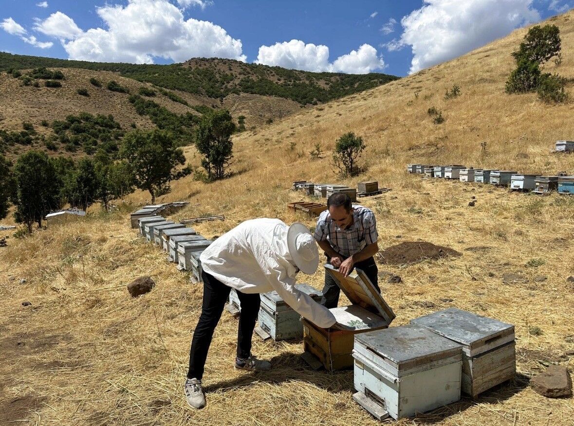 Bingöl'de Arıcılara Destekleme Ve Hastalık Denetimi