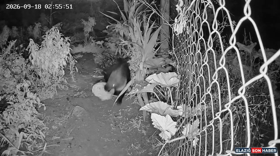 A W790982 01