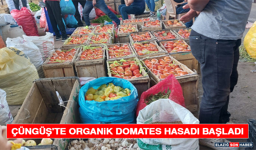 Çüngüş'te Organik Domates Hasadı Başladı