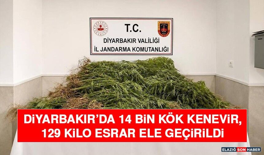Diyarbakır’da 14 Bin Kök Kenevir, 129 Kilo Esrar Ele Geçirildi