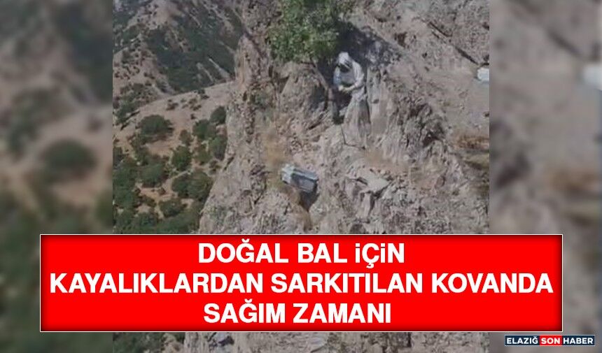 Doğal Bal İçin Kayalıklardan Sarkıtılan Kovanda Sağım Zamanı