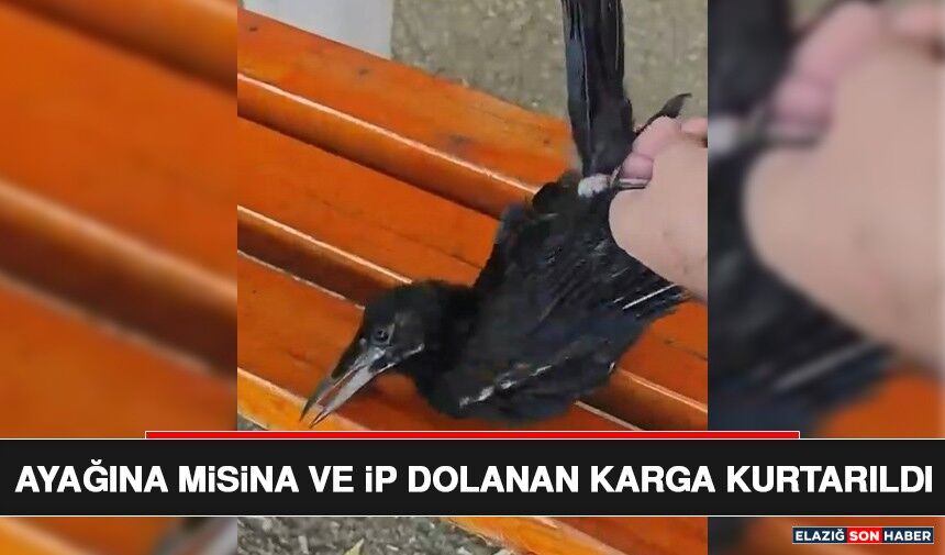 Ayağına Misina ve İp Dolanan Karga Kurtarıldı
