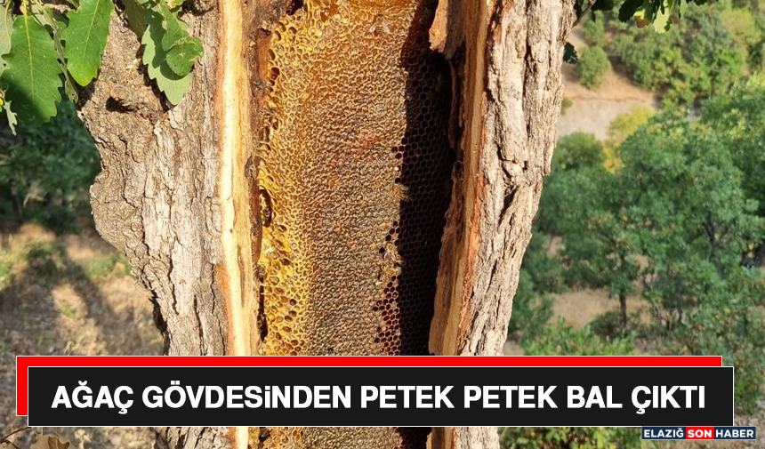 Ağaç Gövdesinden Petek Petek Bal Çıktı