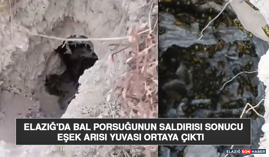 Elazığ'da Bal Porsuğunun Saldırısı Sonucu Eşek Arısı Yuvası Ortaya Çıktı