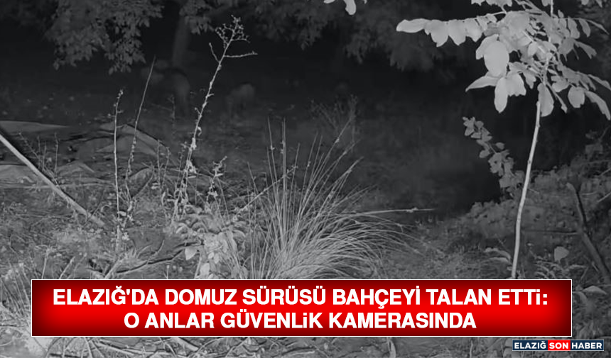 Elazığ'da Domuz Sürüsü Bahçeyi Talan Etti: O Anlar Güvenlik Kamerasında