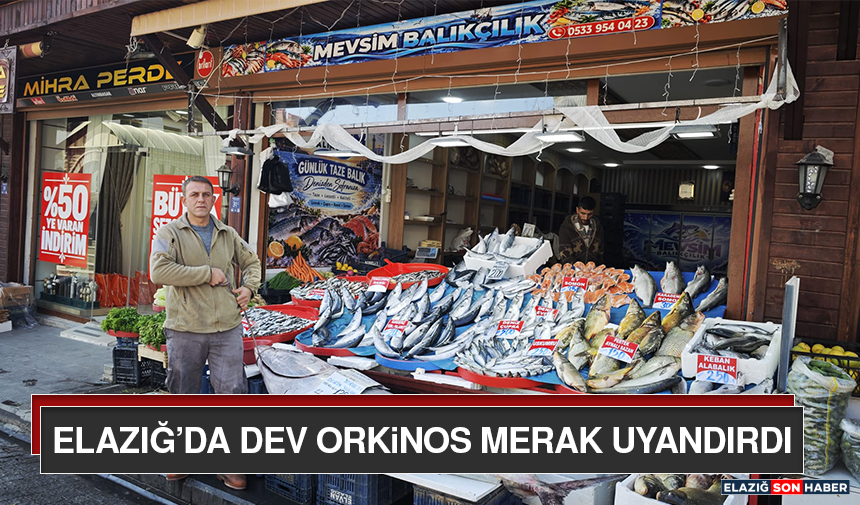 Elazığ’Da Dev Orkinos Merak Uyandırdı