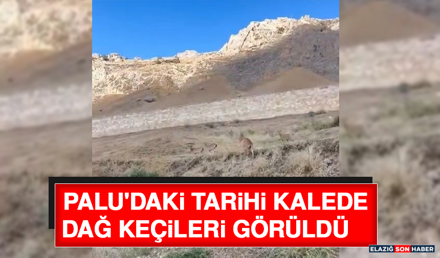 Palu'daki Tarihi Kalede Dağ Keçileri Görüldü