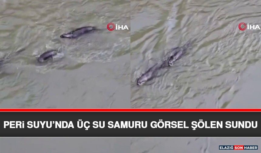 Peri Suyu’nda Üç Su Samuru Görsel Şölen Sundu